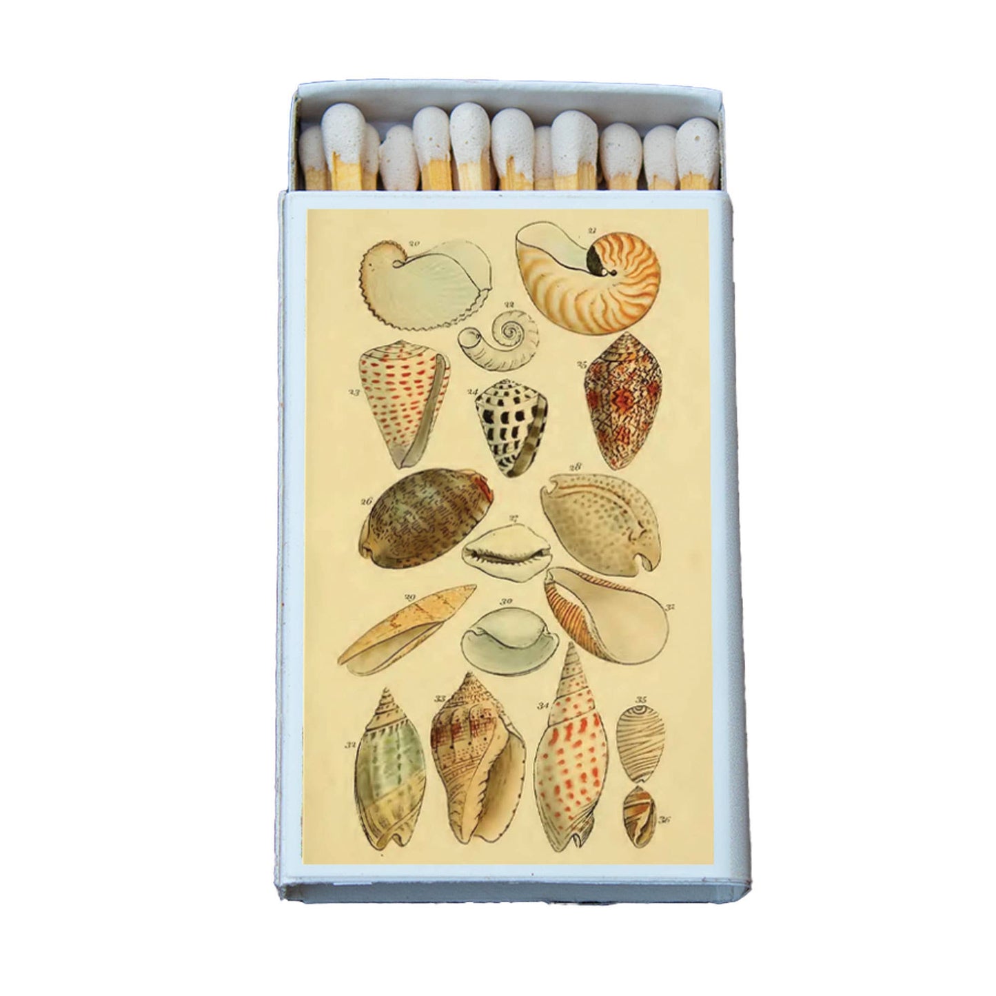 Matches • Shells Variety • Home Decor for Candles & Incense
